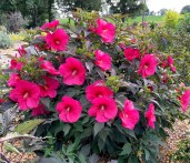 Hibiscus Carousel Pink Passion